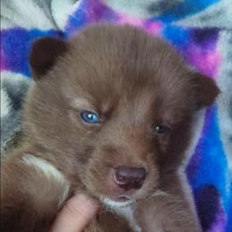 Drina - Red and white female Siberian Husky puppy in Richland, Mississippi from Feazell’s Siberian Huskies