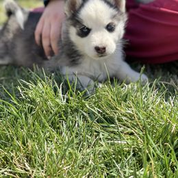 Chinese Crested and Pomsky Puppies from Willow Creek Cresteds