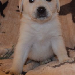 Las Vegas Salt Lake City Fiona - Yellow female Labrador Retriever puppy in Spring Creek, Nevada from Badland Kennel