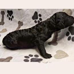First - Black female Goldendoodle puppy in Sterling, Connecticut from Justine’s Retrievers and Doodles, LLC