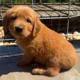 Brown Girl - Golden female Golden Retriever puppy in Rockwell, North Carolina from KnL Golden Acres