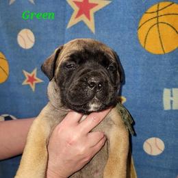 Boy 3 - male Bullmastiff puppy in Wakarusa, Indiana from Watchman Kennels