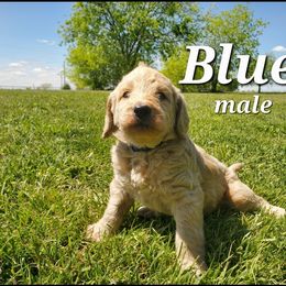 Labradoodle Puppies from Silver Acorn Doodles