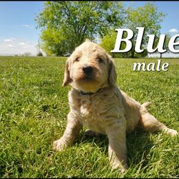 Labradoodle Puppies from Silver Acorn Doodles