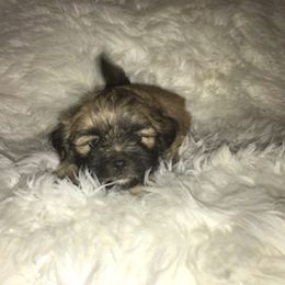 Shih Tzu Puppies from N.F.S.T Imperial ShihTzu Puppies.