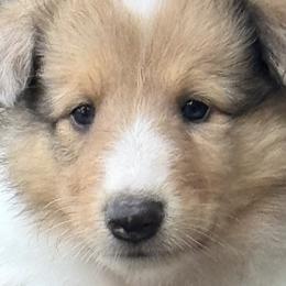 Collie Puppies from Hedge Haven Farm