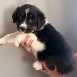 Fairy - Black tri-color female Australian Shepherd puppy in Weeki Wachee, Florida from Ace of Spades Australian Shepherds