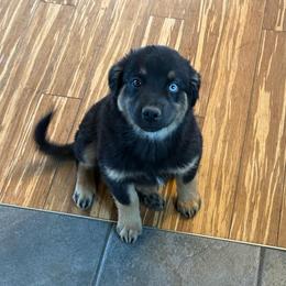 Sequoia - Blue merle female Miniature Australian Shepherd puppy in Medical Lake, Washington from MAS Gone Rogue