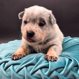 (Purple) Blue Female - Blue speckled female Australian Cattle Dog puppy in Burleson, Texas from Bluebonnet Heelers
