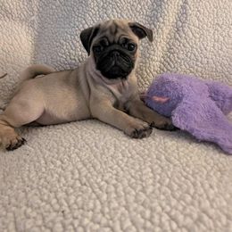 Pug Puppies from Lisa's Pugalicious Pugs