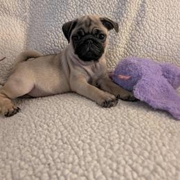 Pug Puppies from Lisa's Pugalicious Pugs