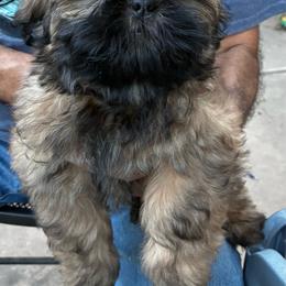 Green - Tricolor male Shih Tzu puppy in Chico, California from North State Shih tzus