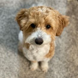 Piper - Maltipoo