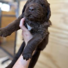 Agnes - Brown female Newfoundland puppy in Brandenburg, Kentucky from Bluegrass River Newfoundlands