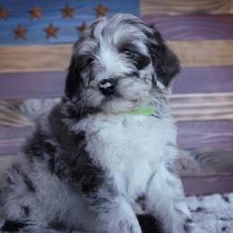 Australian Shepherd, Poodle, and Aussiedoodle Puppies from Sprout Creek Farms