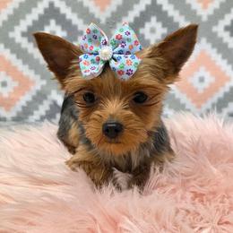 Scarlet TEACUP - Blue and gold female Yorkshire Terrier puppy in Monticello, Iowa from Ashley’s Puppies