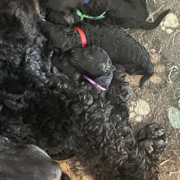 Boy 3 - Black male Poodle puppy in Chandler, Oklahoma from Nipigon Miniature Poodles