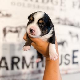 Thomas - Black tri male Miniature Australian Shepherd puppy in Goldsboro, North Carolina from Maple Ridge Farm