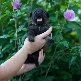 Dutch Shepherd Puppies from Oak Creek K9