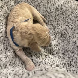 Bruin - Australian Labradoodle puppy in Upper Marlboro, Maryland from Oodles of Doodles
