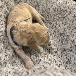 Bruin - Australian Labradoodle puppy in Upper Marlboro, Maryland from Oodles of Doodles