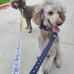 Poodle All Grown Up from Garlu Poodles