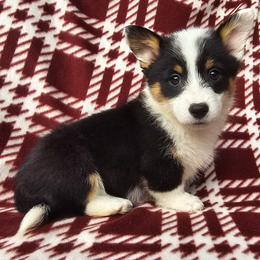 Elphaba - Black and tan female Pembroke Welsh Corgi puppy in Castle Rock, Washington from Heckman Corgis