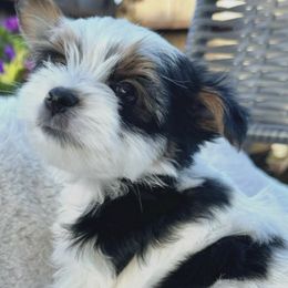 Yorkshire Terriers from YorkieVillaPaws