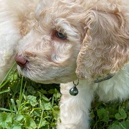 Goldendoodle Puppies from Sunnyside Botanical