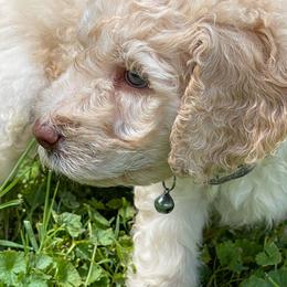 Goldendoodle Puppies from Sunnyside Botanical