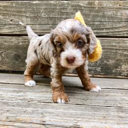 Pixie - Merle female Cockapoo puppy in Hermiston, Oregon from Columbia River Cockapoos