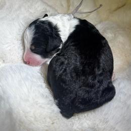Mr. Grey - Black tri-color male Aussiedoodle puppy in San Antonio, Texas from Lovable Doodles SA