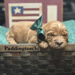 Paddington - Apricot male Australian Labradoodle puppy in Citrus Heights, California from Elite Blend Labradoodles