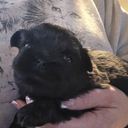 Jack - Black male Shih Tzu puppy in Carrollton, Ohio from Becker Hollow