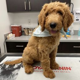 Goldendoodle All Grown Up from Sunshine Doodles