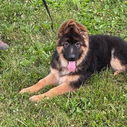 German Shepherd Puppies from von Fenja German Shepherd Dogs