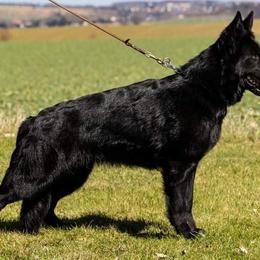 German Shepherds from MK Haus DDR German Shepherds