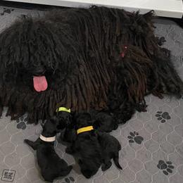 Bella - Puli
