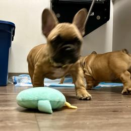French Bulldog Puppies from Miller Frenchie Farm
