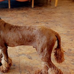 Goldendoodles, Golden Retrievers, and Poodles from Goldens With A Purpose