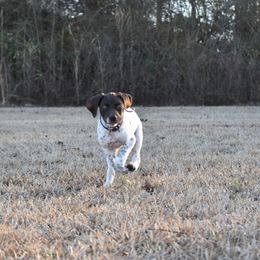 German Shorthaired Pointer, Miniature American Shepherd, Miniature Australian Shepherd, and Toy Australian Shepherd Puppies from Foxtail Hollow