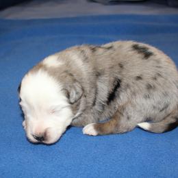 Cosmos - Blue merle male Miniature American Shepherd puppy in Hillsdale, Michigan from Faithwalk Aussies and Mini American Shepherds