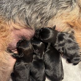 Border Terrier Puppies from Devonwood Border Terriers