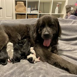 Assorted Doodle Crosses Puppies from Simply Newfiepoo