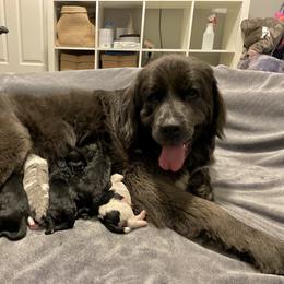 Assorted Doodle Crosses Puppies from Simply Newfiepoo