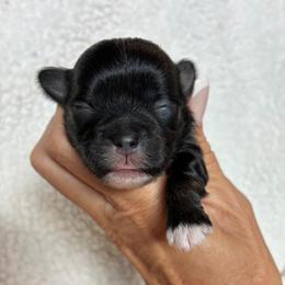 Orange collar - Black and white male Shihpoo puppy in Millsap, Texas from Gaston’s Posh Poodles and Doodles