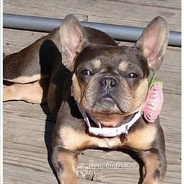 Stella - French Bulldog