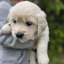 7th Girl - Light golden female Golden Retriever puppy in Decatur, Indiana from Sporting Ridge K9’s