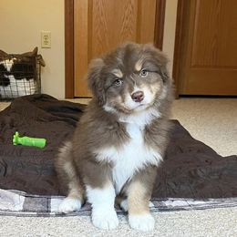 Australian Shepherd Puppies from HomeGrown Aussies