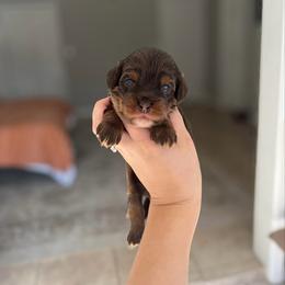 Moose - Brown white and tan male Cockapoo puppy in Altamonte Springs, Florida from The Perks of Pups